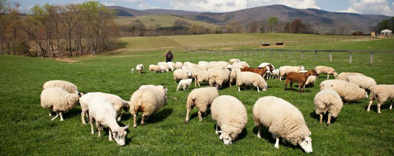 Pelatihan Pembuatan Usaha Ternak Kambing Dan Domba