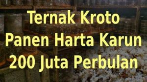 pelatihan budidaya kroto pakan burung