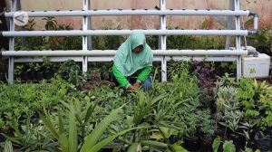 pelatihan teknik budidaya tanaman obat