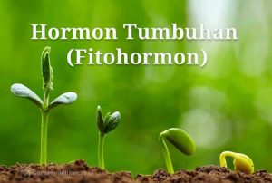 pelatihan teknik pembuatan hormon tumbuhan komersial
